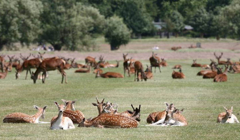 A Seasonal Guide to Picnicking in Richmond